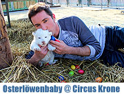 Weisser "Osterlöwe" im Circus Krone geboren - Circus Krone aktuell  in Landshut bis 22.04.2014 (©Foto: Circus Krone)